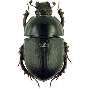 GEOTRUPES NIGER GEOTRUPES NIGER